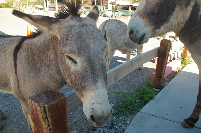 Free Donkey Wild photo and picture
