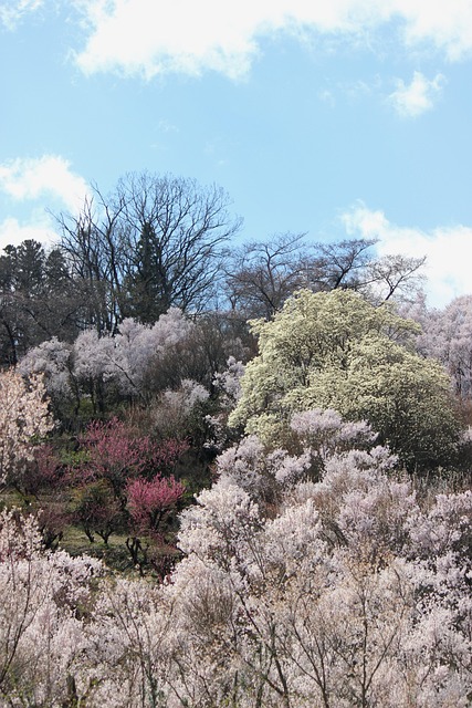 Hanamiyama, Parque Hanamiyama, Fukushima