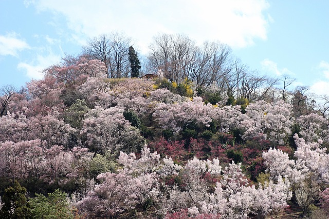 Hanamiyama, Parque Hanamiyama, Fukushima