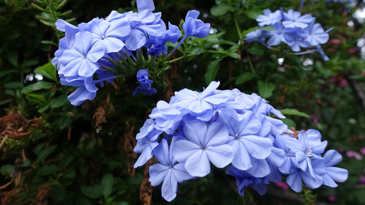 花 青 自然 - Pixabayの無料写真 - Pixabay