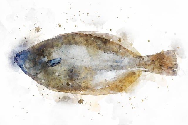 Free flatfish nature seafood illustration