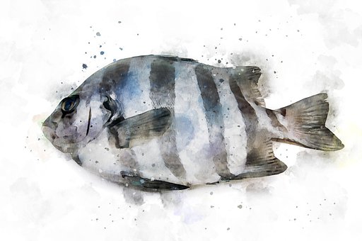 Snapper, Skaldyr, Akvarel, Maleri