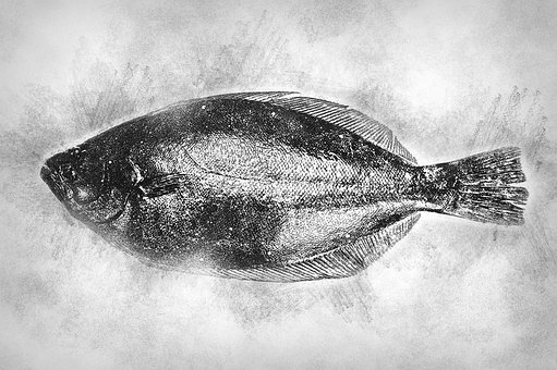 Fladfisk, Skaldyr, Skitse, Omfarve