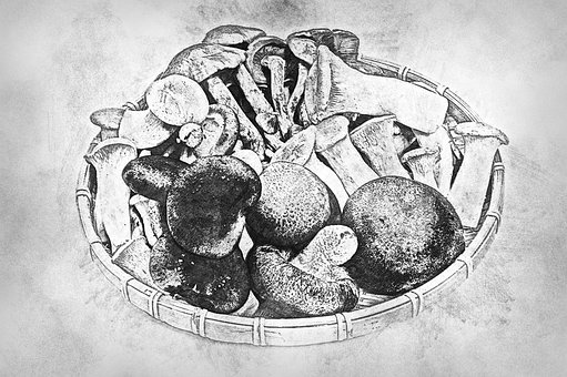 Champignon, Mad, Skitse, Omfarve, Maleri