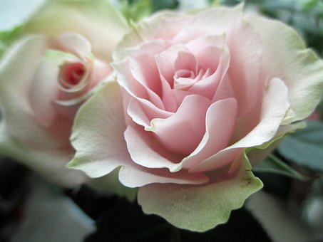 Rose, Blomstre, Lyserød, Rosenblomst