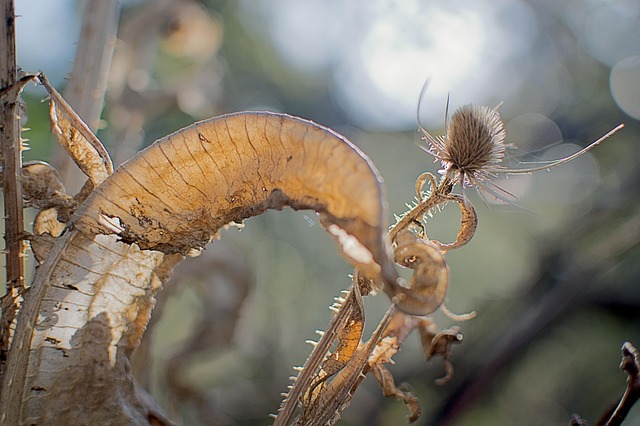 Free Flora Distel photo and picture