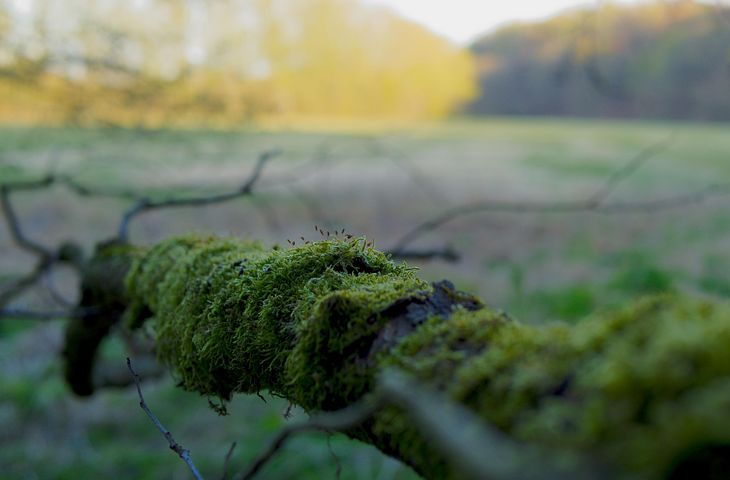 Brasilianerin Mopse Wald Onanieren