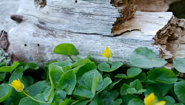 Free Wald Green photo and picture