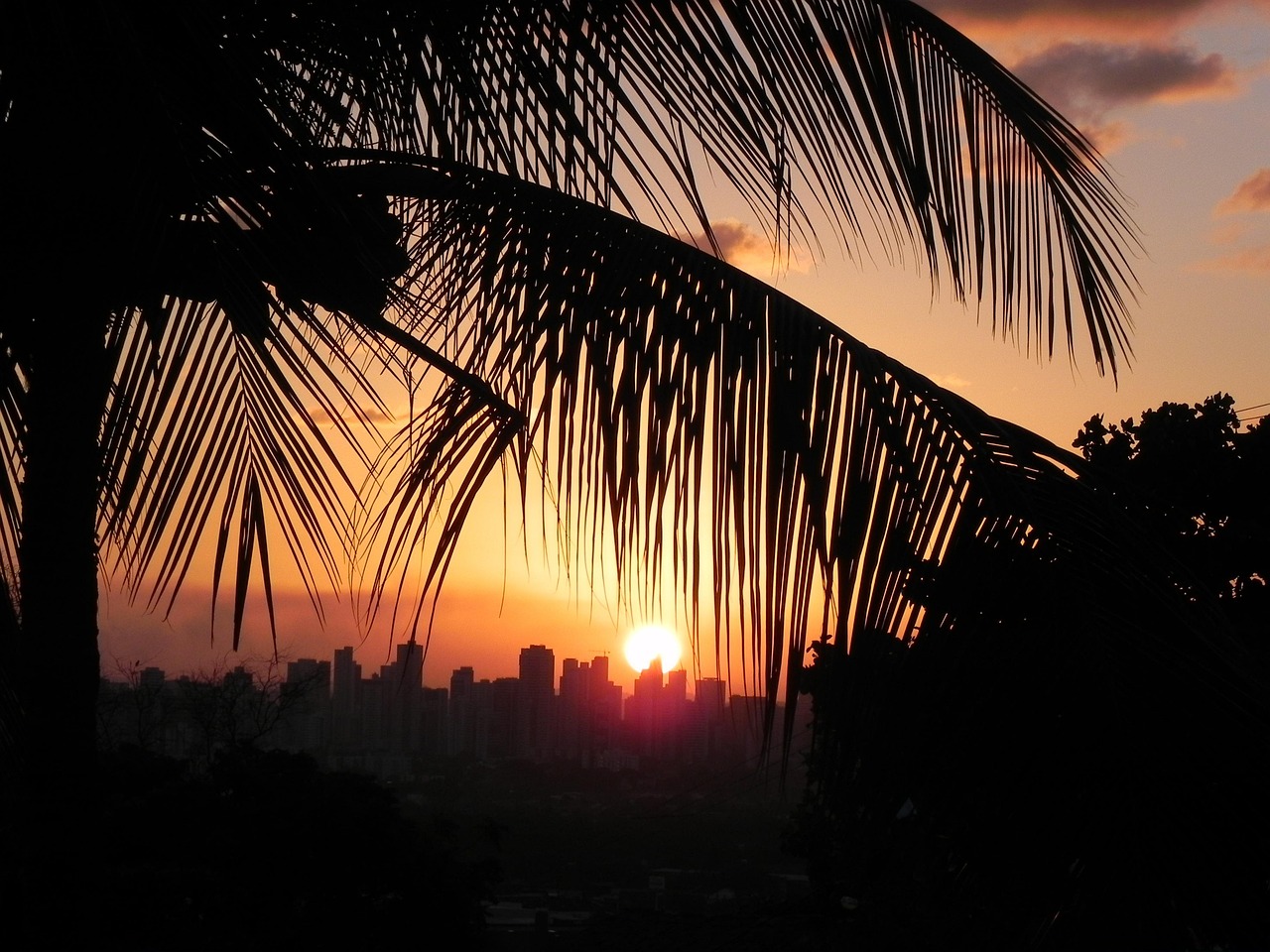 Sol Coco Puesta De Sol Árbol Coco Sombra - Foto gratis en Pixabay - Pixabay