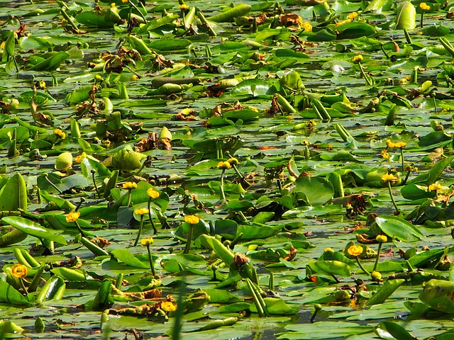 Free Seerosen Grün photo and picture
