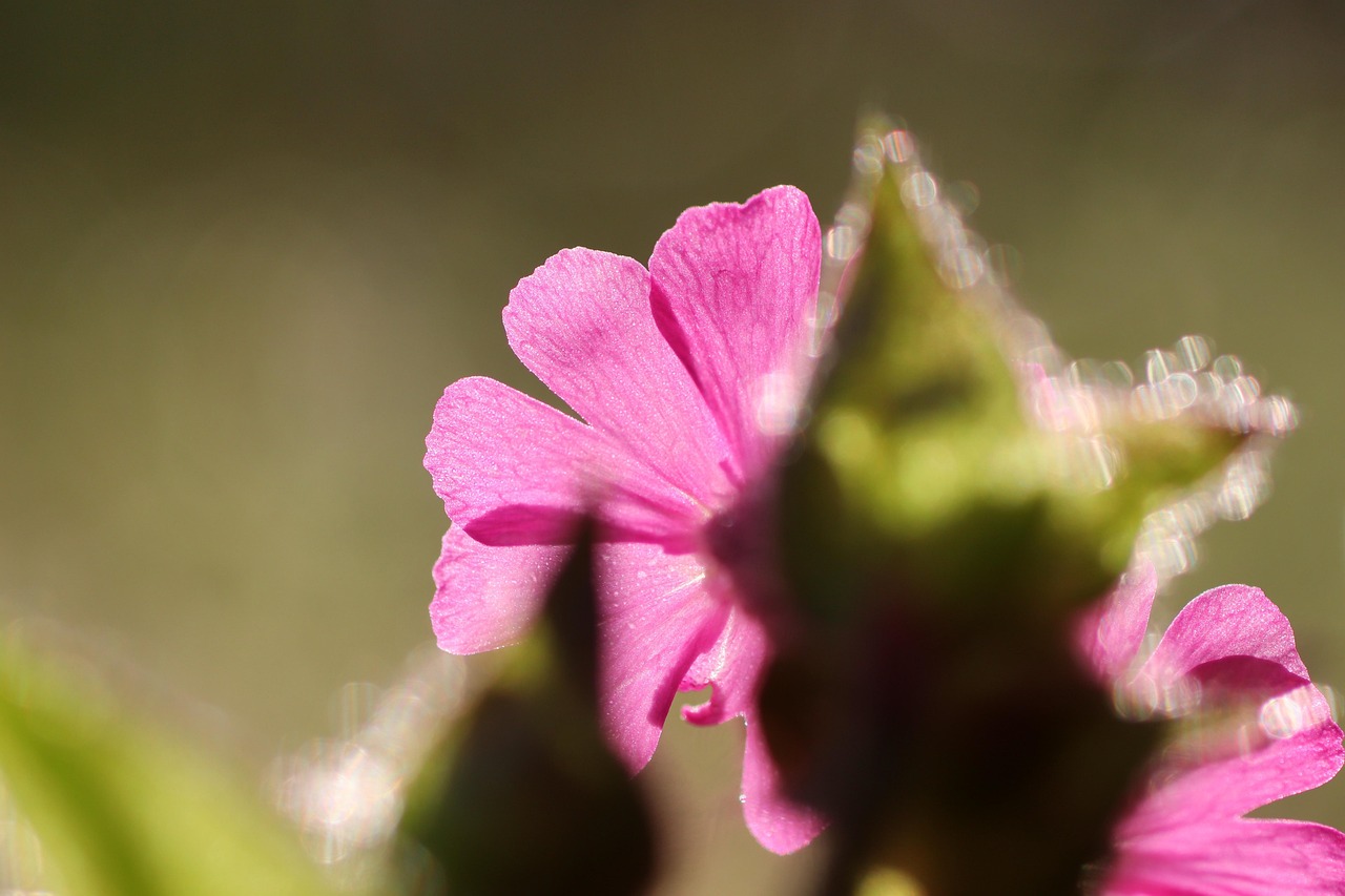 Blomma Blomning Bakgrundsbelysning - Gratis foto på Pixabay - Pixabay