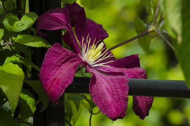 Free Clematis Purple Flower photo and picture