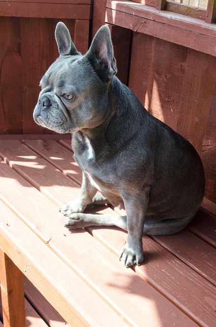 Free French Bull Dog Dog photo and picture