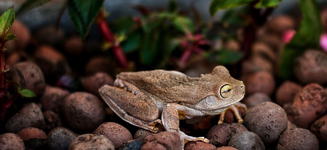 Broască, Animal, Natura, Amfibiu, Exotic