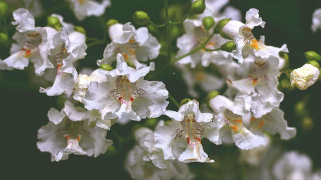 花卉 树 白 - Pixabay上的免费照片 - Pixabay