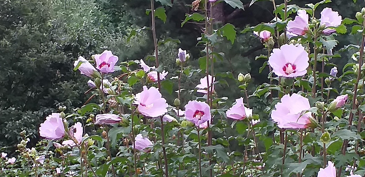 Rose Of Sharon Nature Flower - Free photo on Pixabay - Pixabay