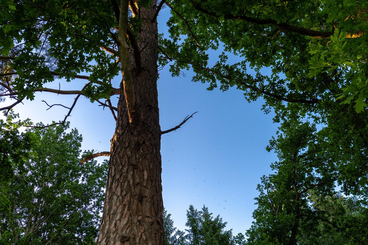 Tree Heaven Eve - Free photo on Pixabay - Pixabay