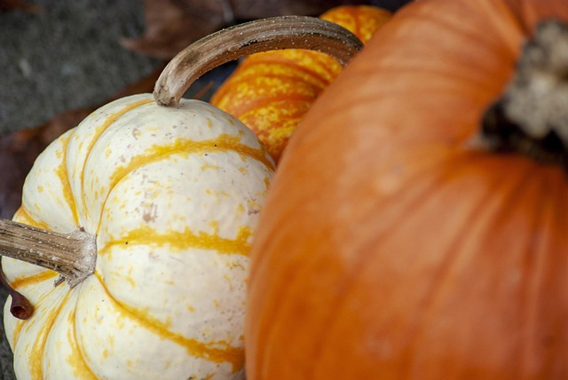 Free Pumpkin Gourd photo and picture