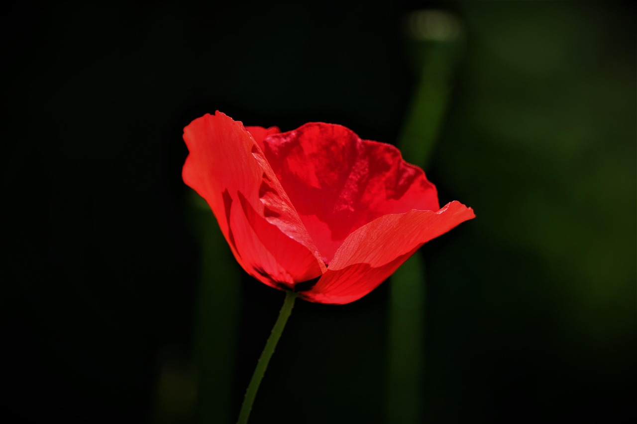 Wildflowers - free online jigsaw puzzle photo