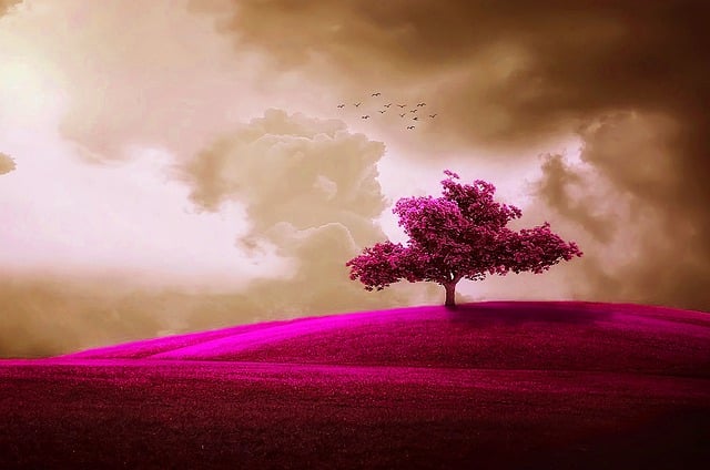 Free nature tree pink color illustration