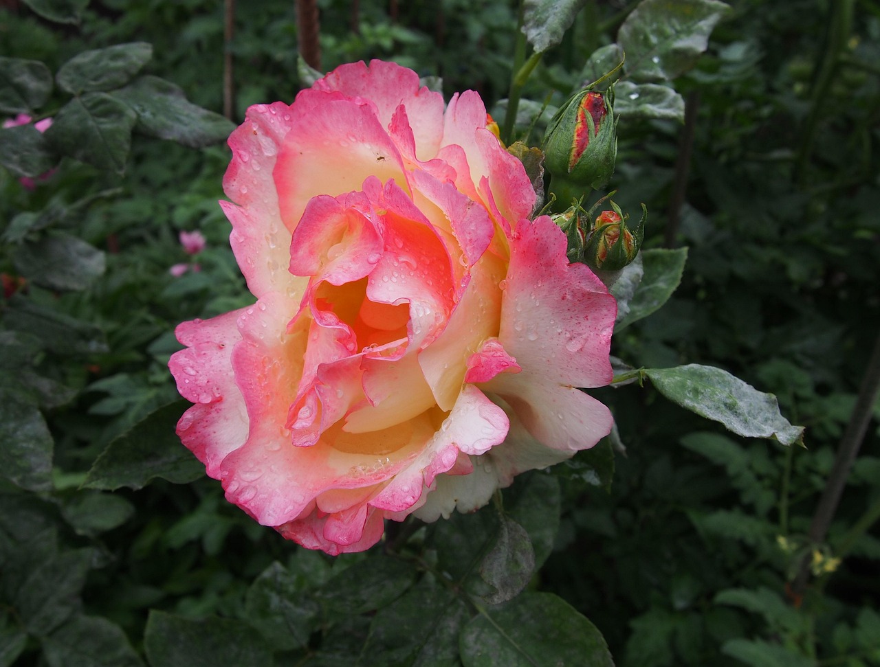 Rose Scent Flower Free photo on Pixabay Pixabay