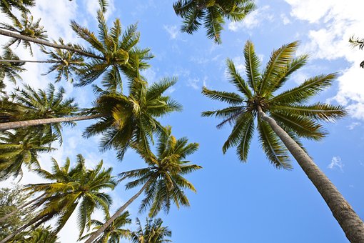 Free Palms Blue Sky photo and picture