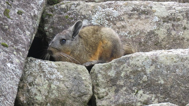 Free Vizcacha Mimic photo and picture