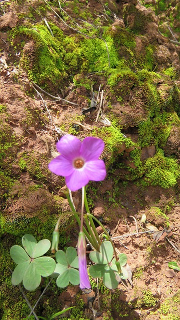 Free Flower Field photo and picture