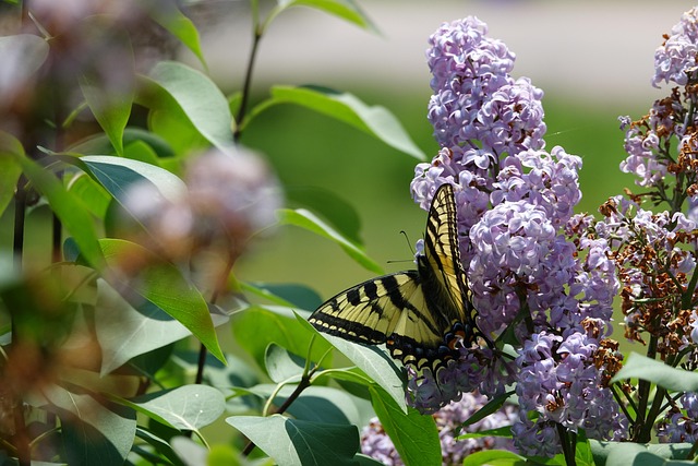 Free Canadian Tiger Swallowtail Butterfly photo and picture