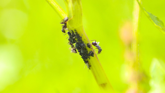 Free Ant Ants photo and picture