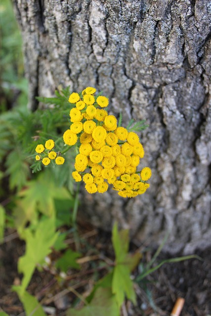 Free Nature Plant photo and picture