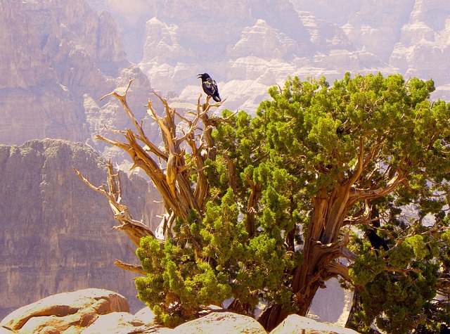 Free Grand Canyon Arizona photo and picture