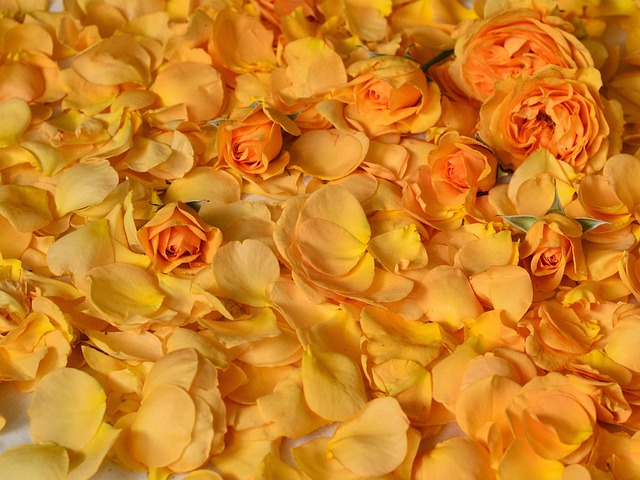Free Rose Yellow photo and picture