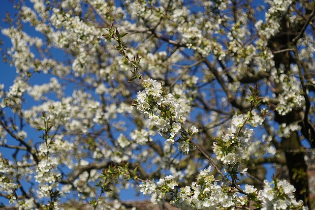 Free Cherry Beautiful Flowers photo and picture
