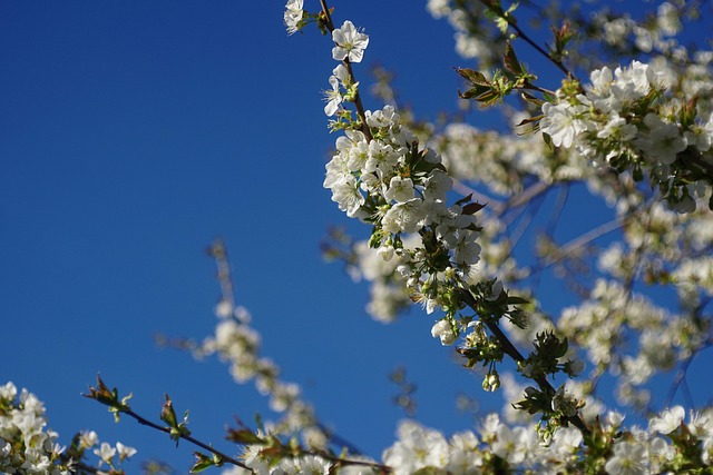 Free Cherry Blossom photo and picture