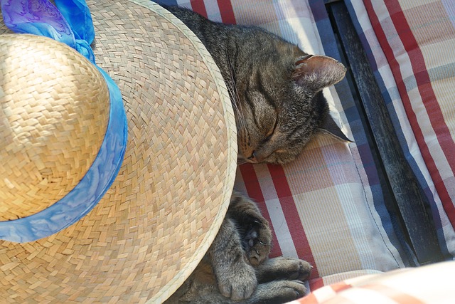 Free Cat Feline photo and picture