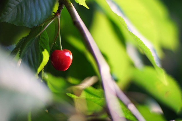 Free Cherry Tree photo and picture