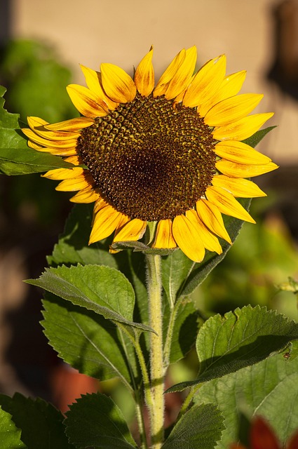 Free Sunflower Flower photo and picture