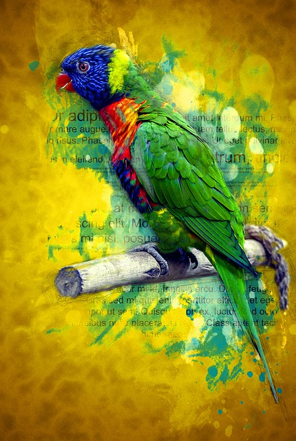 Free bird parakeet parrot illustration