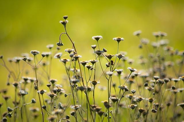 Free Daisy Flower photo and picture