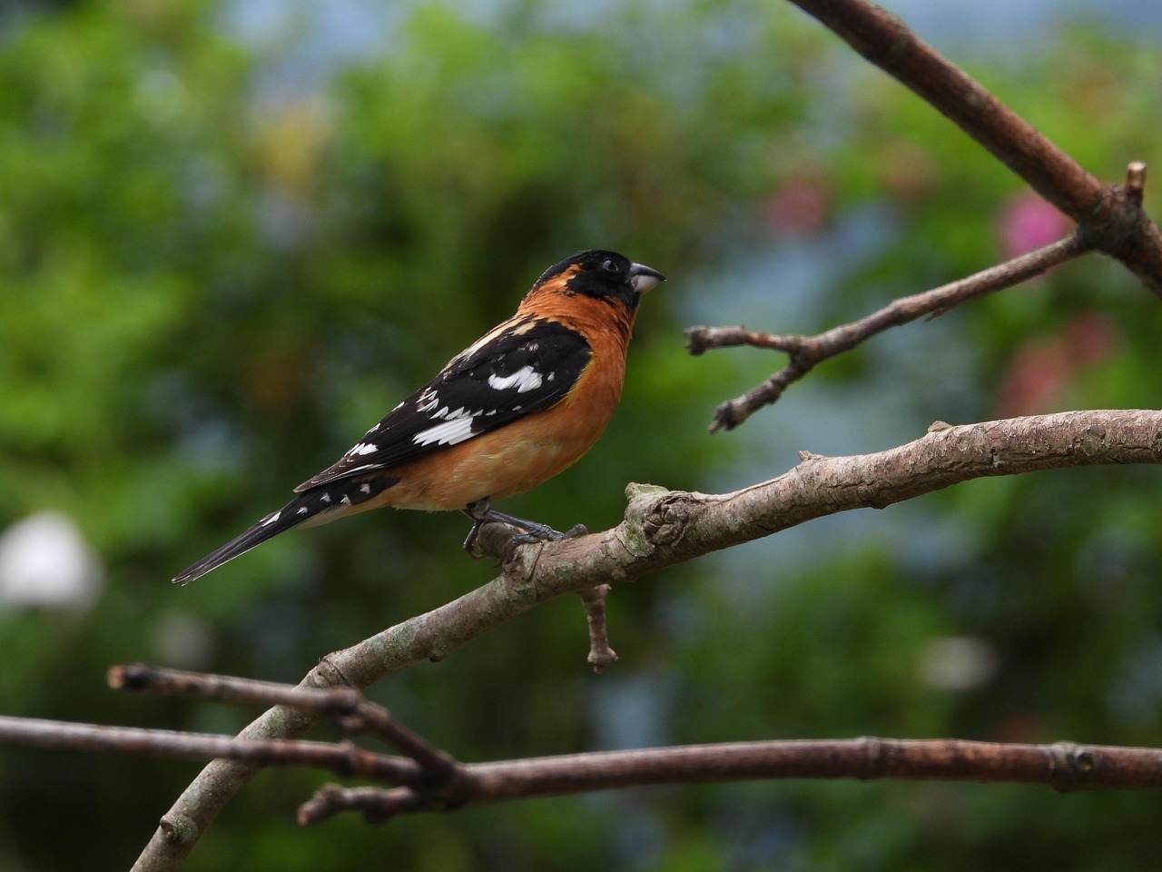 Gros Bec Oiseau Faune - Photo gratuite sur Pixabay - Pixabay
