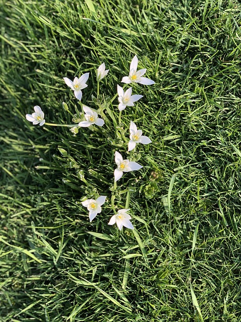 Free Garden Star Of Bethlehem photo and picture