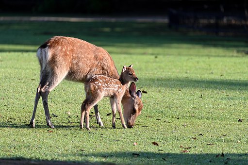 Venado, Padre Hijo, Mañana, Lindo