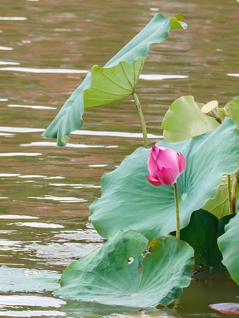 Lotus Flower Vietnam - Free photo on Pixabay - Pixabay