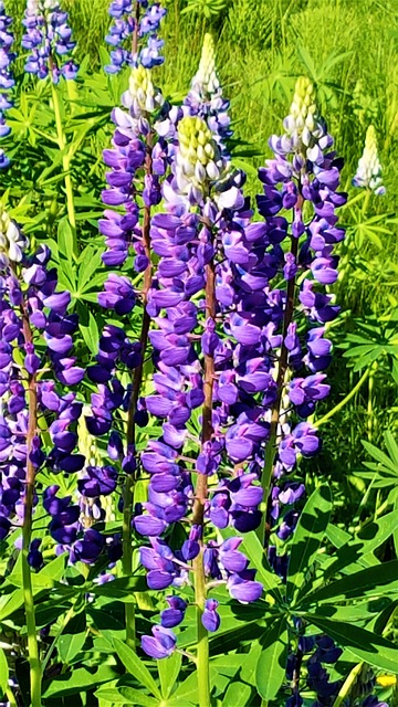 Marietidsel, Blomst, Lilla, Violet