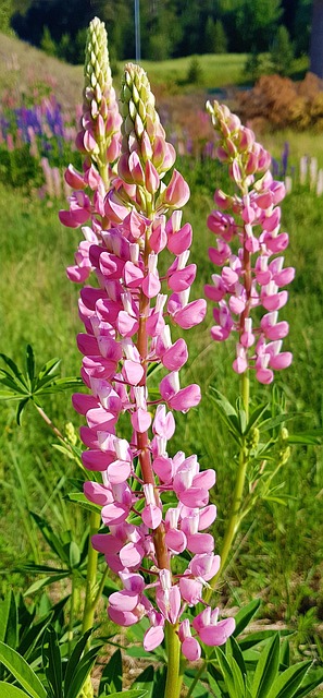 Marietidsel, Blomst, Lyserød, Sommer