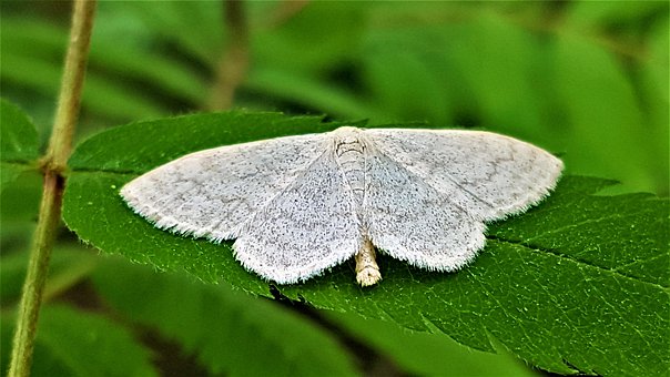 Natlig, Møl, Vinger, Natur, Sommerfugl