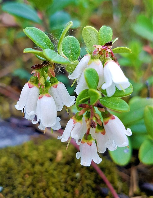 Cowberry, Blomster, Blomst, Hvid, Sommer