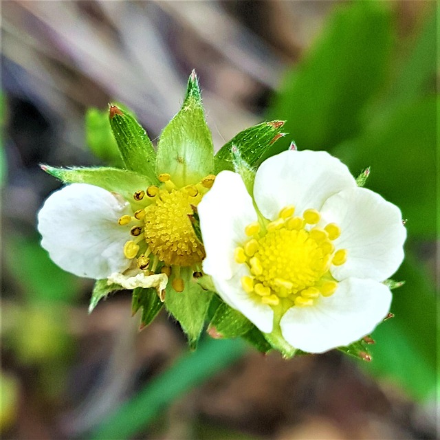 Vilde Jordbær, Ahomansikan Blomst