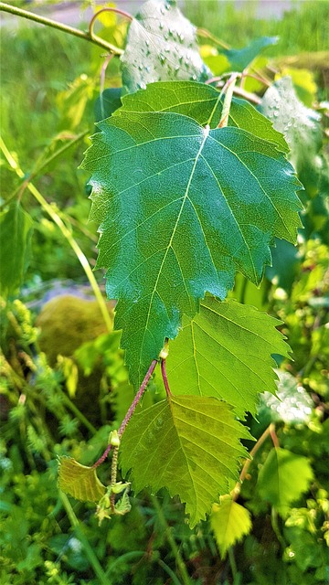 Birk, Birkeblad, Silver Birch, Grøn